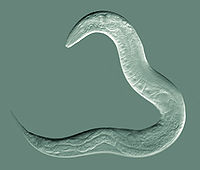 Caenorhabditis elegans