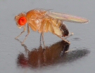 Drosophila melanogaster