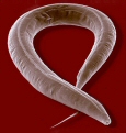 Caenorhabditis elegans