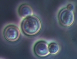 Sacharomyces cerevisiae